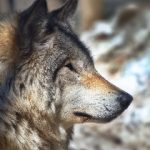 草莓榴莲向日葵18岁 112yu9s