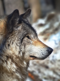 草莓榴莲向日葵18岁 草莓榴莲向日葵18岁