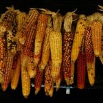 技巧教你揉豆豆喷水 plj6nx57