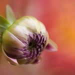 三七互娱社团学姐:引领游戏文化的新生代 alo06vy30e