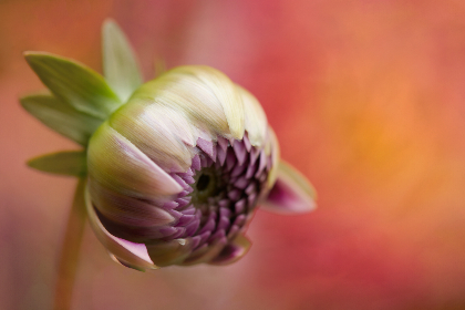 三七互娱社团学姐:引领游戏文化的新生代 三七互娱社团学姐:引领游戏文化的新生代