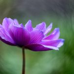 傀儡免费不需要阅读币:轻松享受无障碍阅读体验的最佳选择 fdk5t