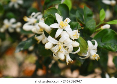 万豪影视免费全集:畅享热门影视剧的最佳选择 万豪影视免费全集:畅享热门影视剧的最佳选择