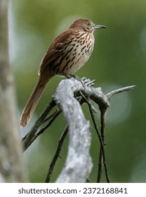 傀儡活火山漫画最新更新内容:揭示角色命运与剧情新发展 傀儡活火山漫画最新更新内容:揭示角色命运与剧情新发展