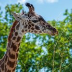 三上悠亚番号:揭秘她的经典作品与精彩瞬间 zfthewm7ua